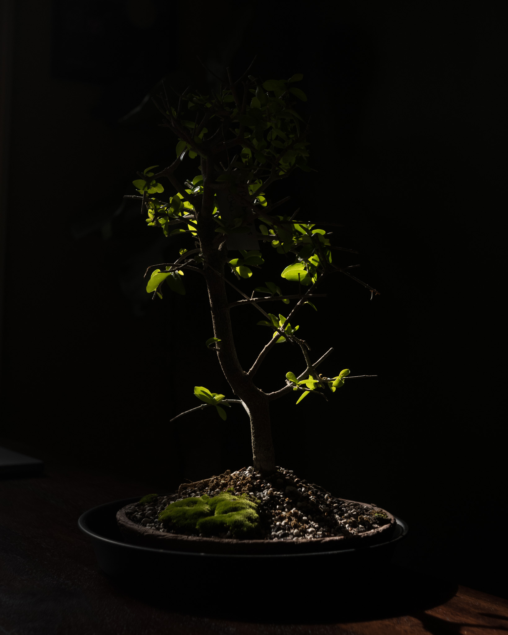 Christian Solorzano Photography