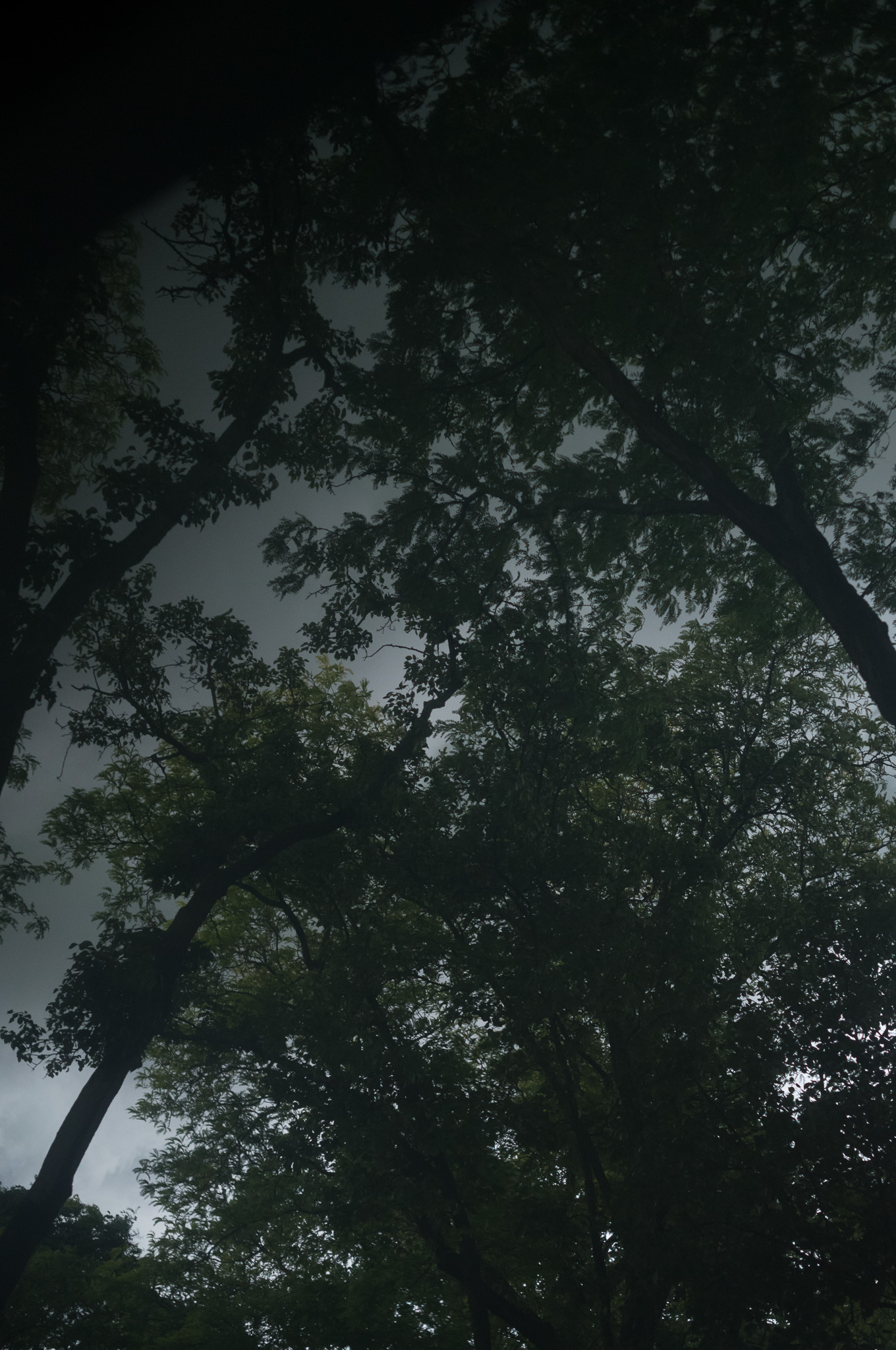 Christian Solorzano — photograph looking up into dark tree canopies against a heavy overcast sky just before a storm
