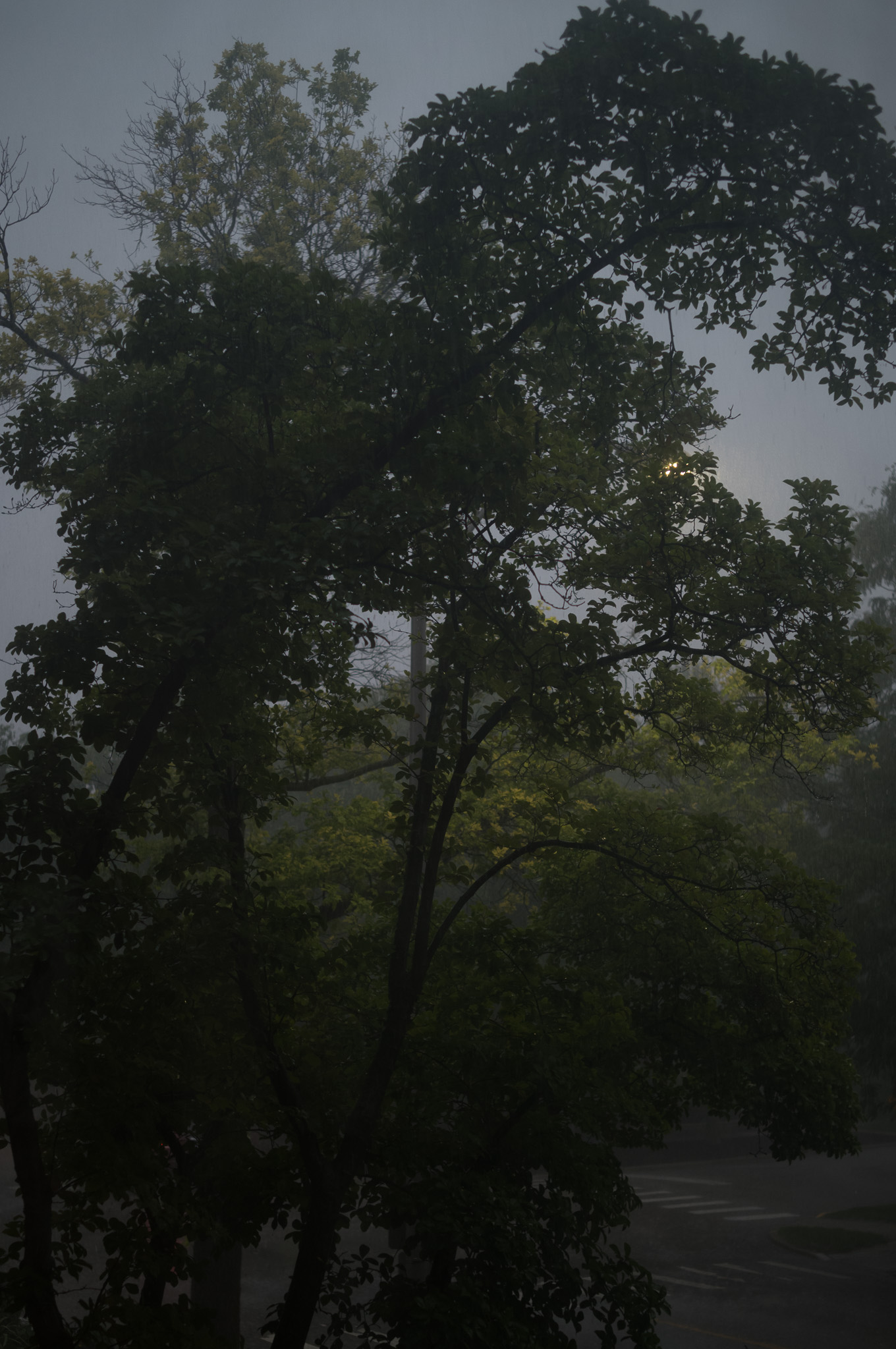 Christian Solorzano — photograph of trees in heavy rain with a faint streetlamp glow through the downpour