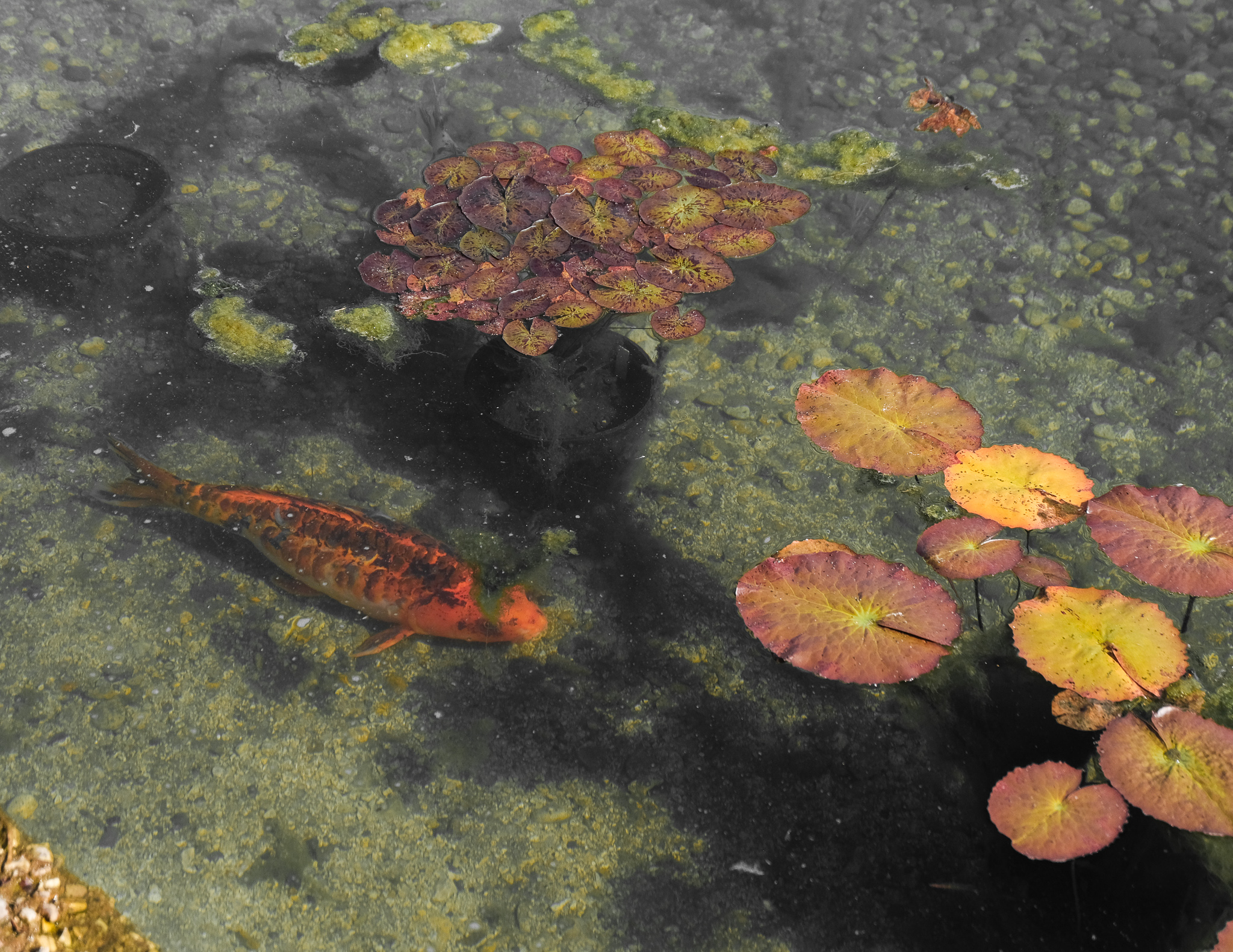 Christian Solorzano — photograph of an orange koi gliding among lily pads in a still pond
