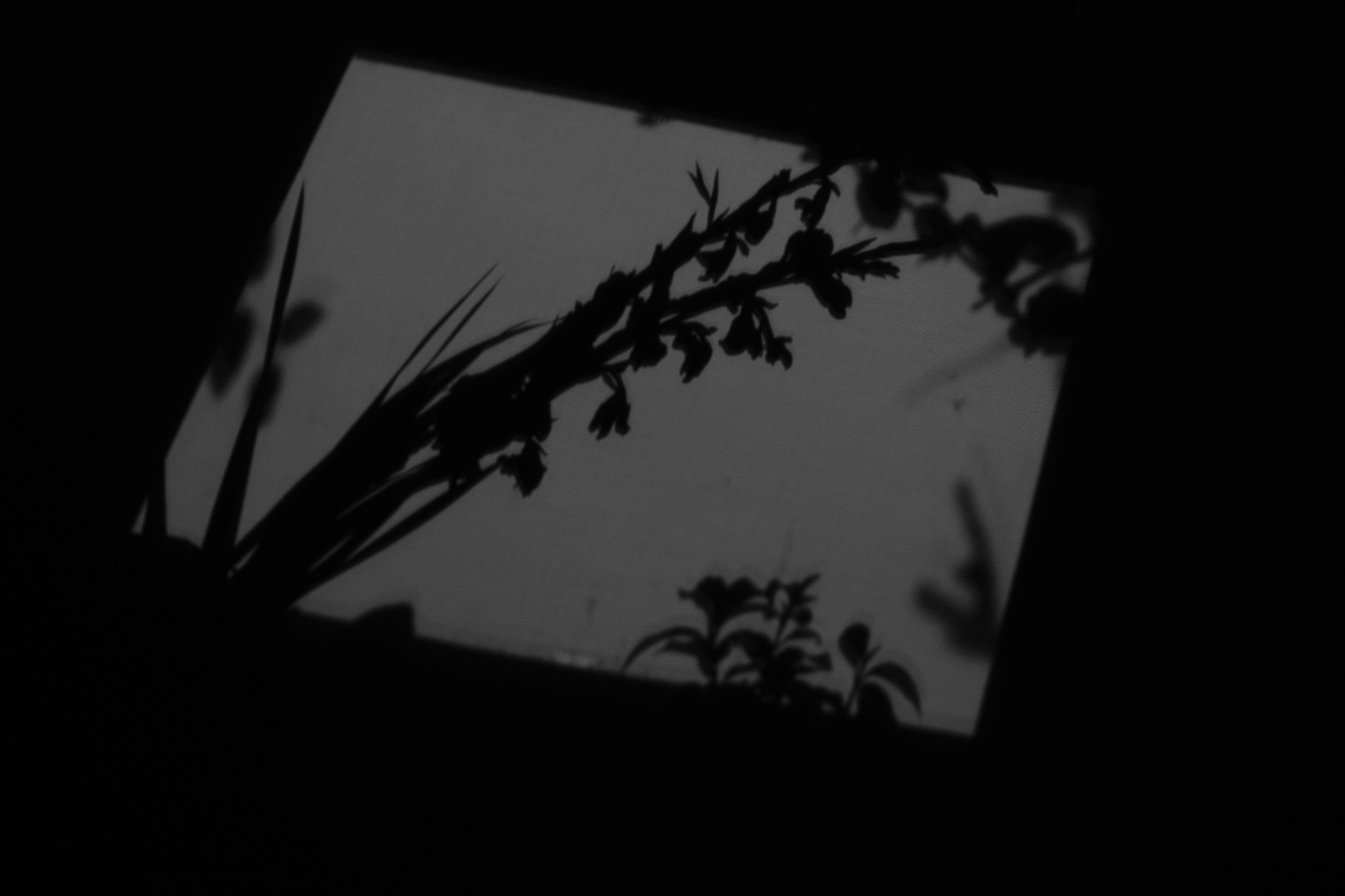 Christian Solorzano — moody low-key photograph of plant leaves silhouetted against a dim window