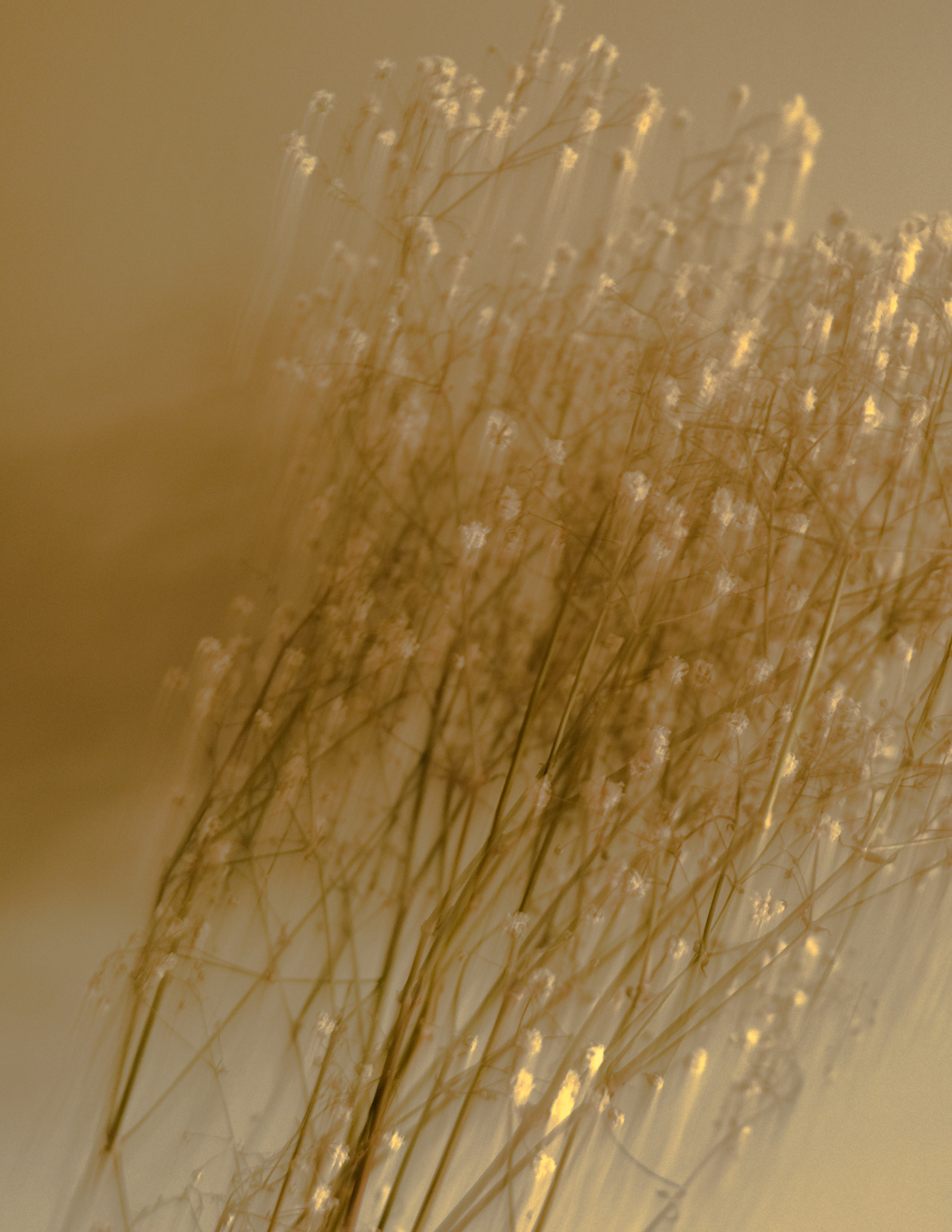 Christian Solorzano — soft backlit close-up of dried baby's breath glowing in warm golden light