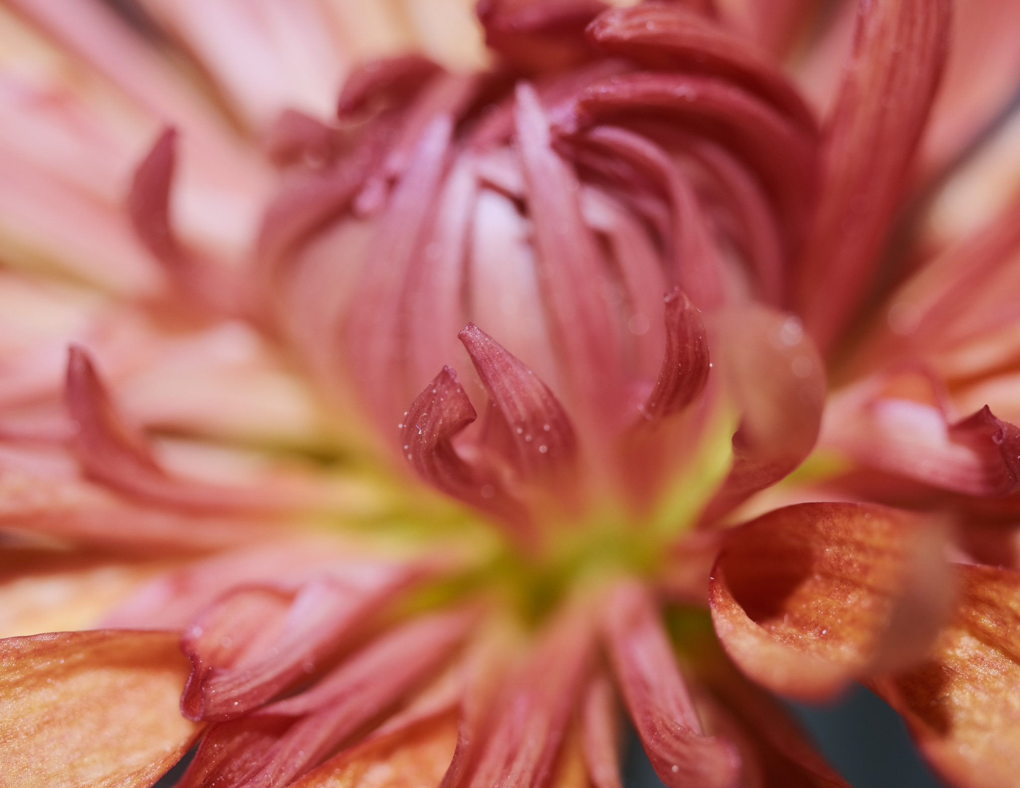 Christian Solorzano — macro photograph of a coral dahlia with curling petals and a green center