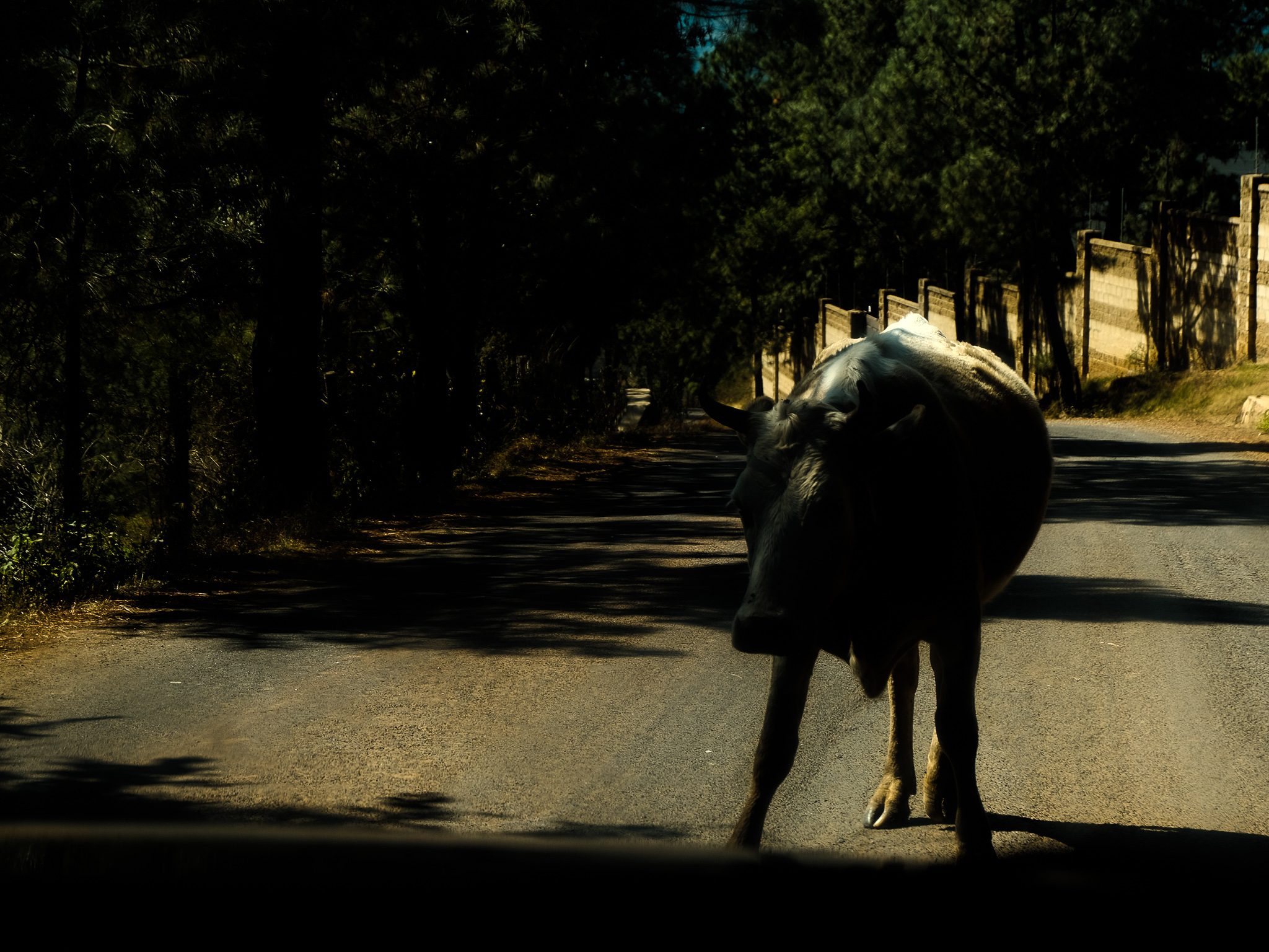 Christian Solorzano — photograph of a cow walking down a tree-shaded rural road in dappled light
