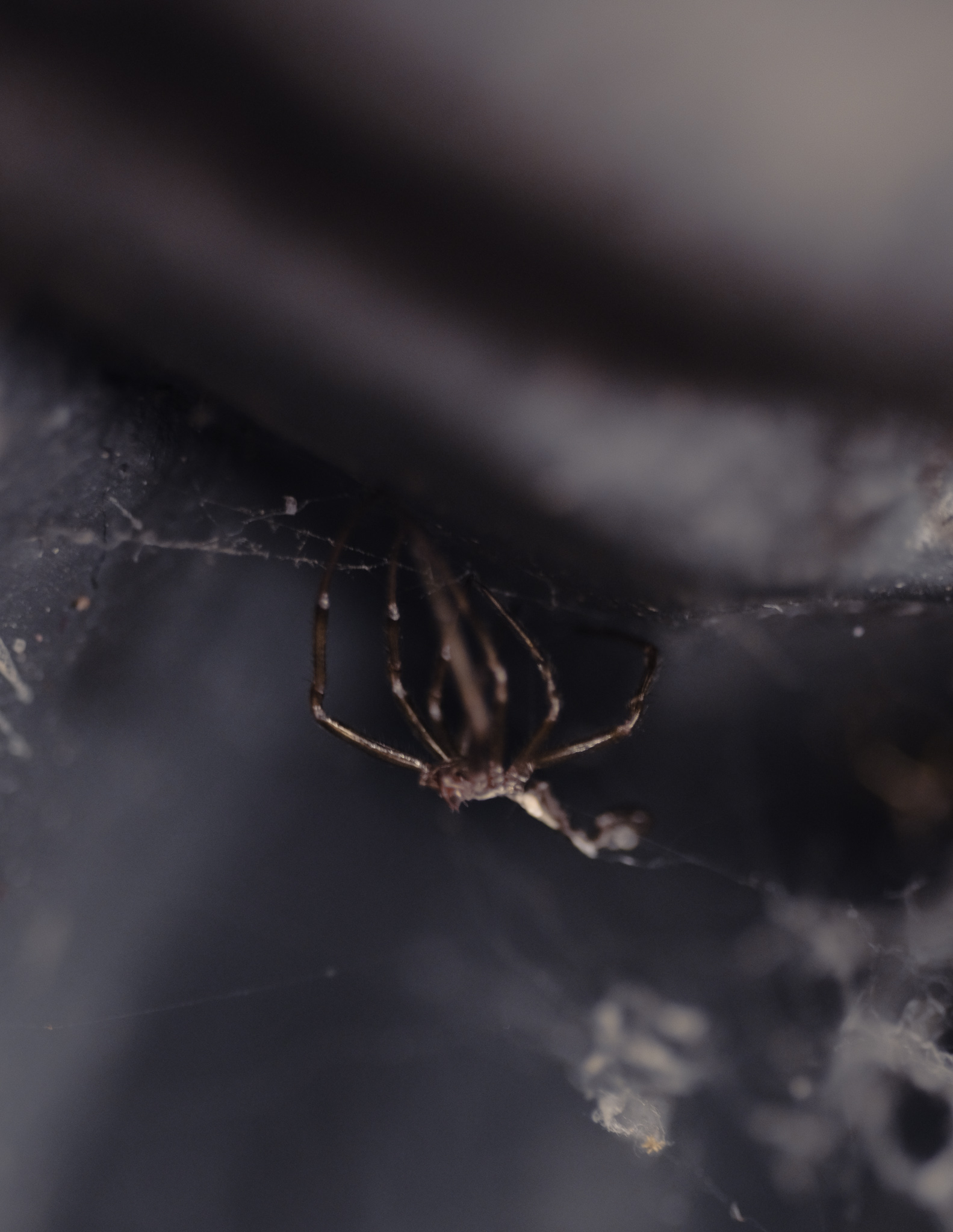 Christian Solorzano — macro photograph of a cellar spider in its web in a shadowed corner
