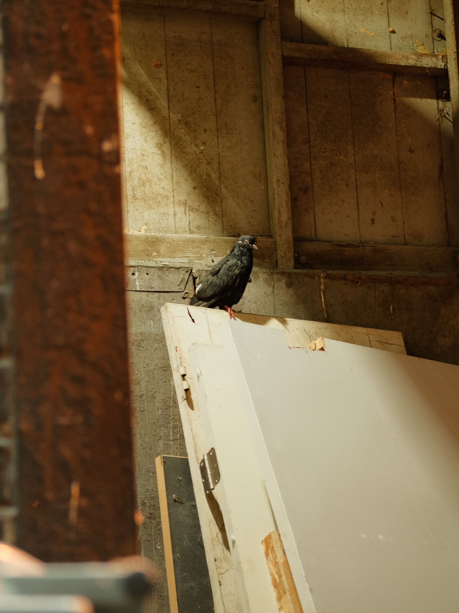 Christian Solorzano — photograph of a pigeon perched on a leaning panel inside a rustic wooden shed