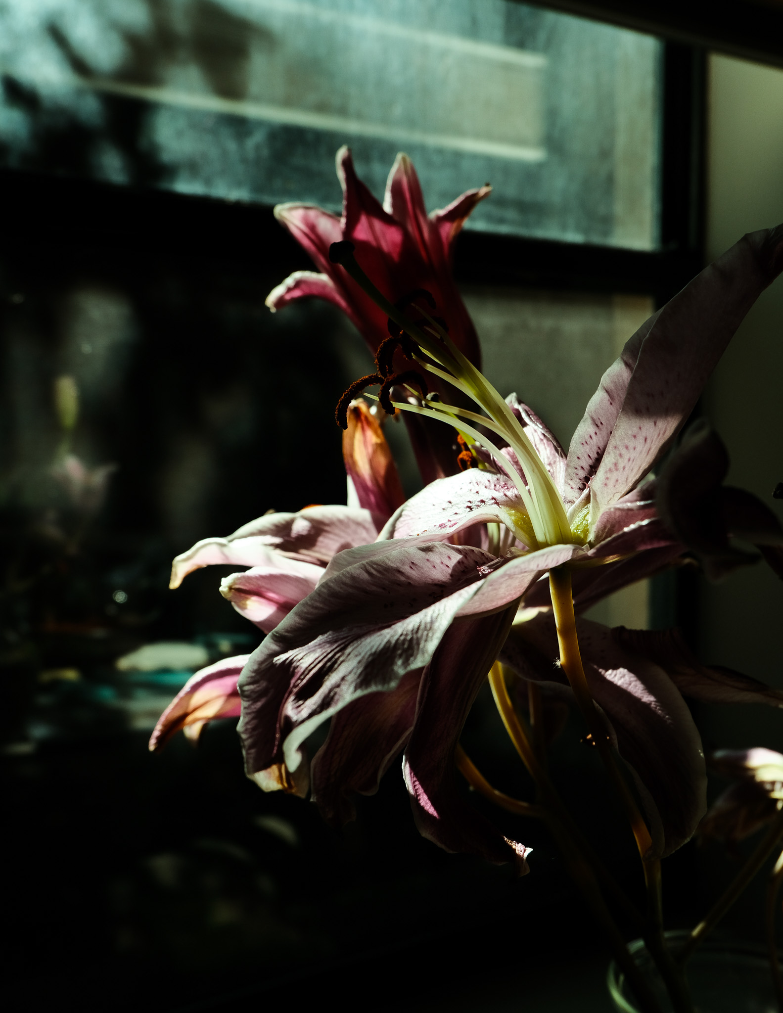 Christian Solorzano — moody photograph of a backlit pink lily wilting by a window