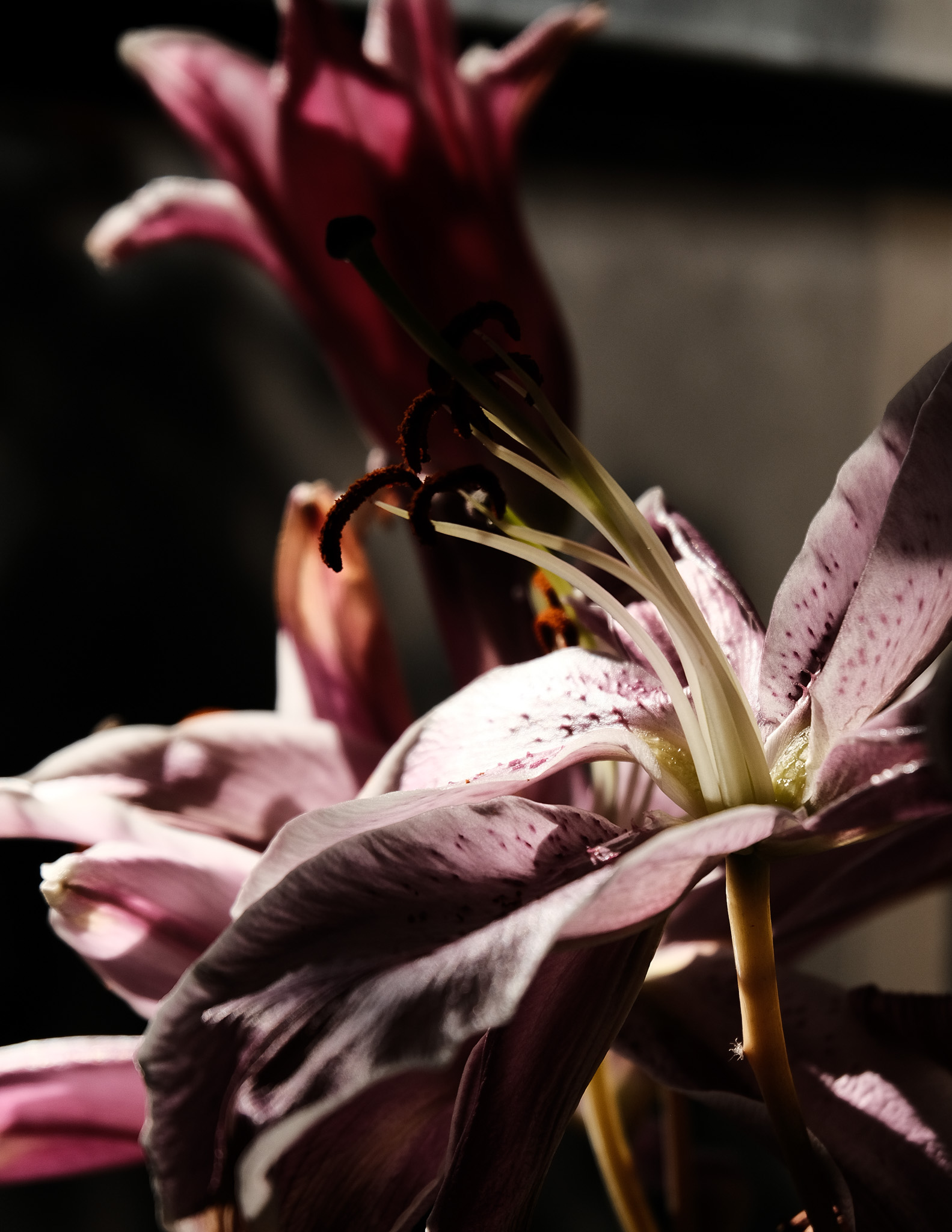 Christian Solorzano — dramatic close-up of a pink stargazer lily and its stamens in low light