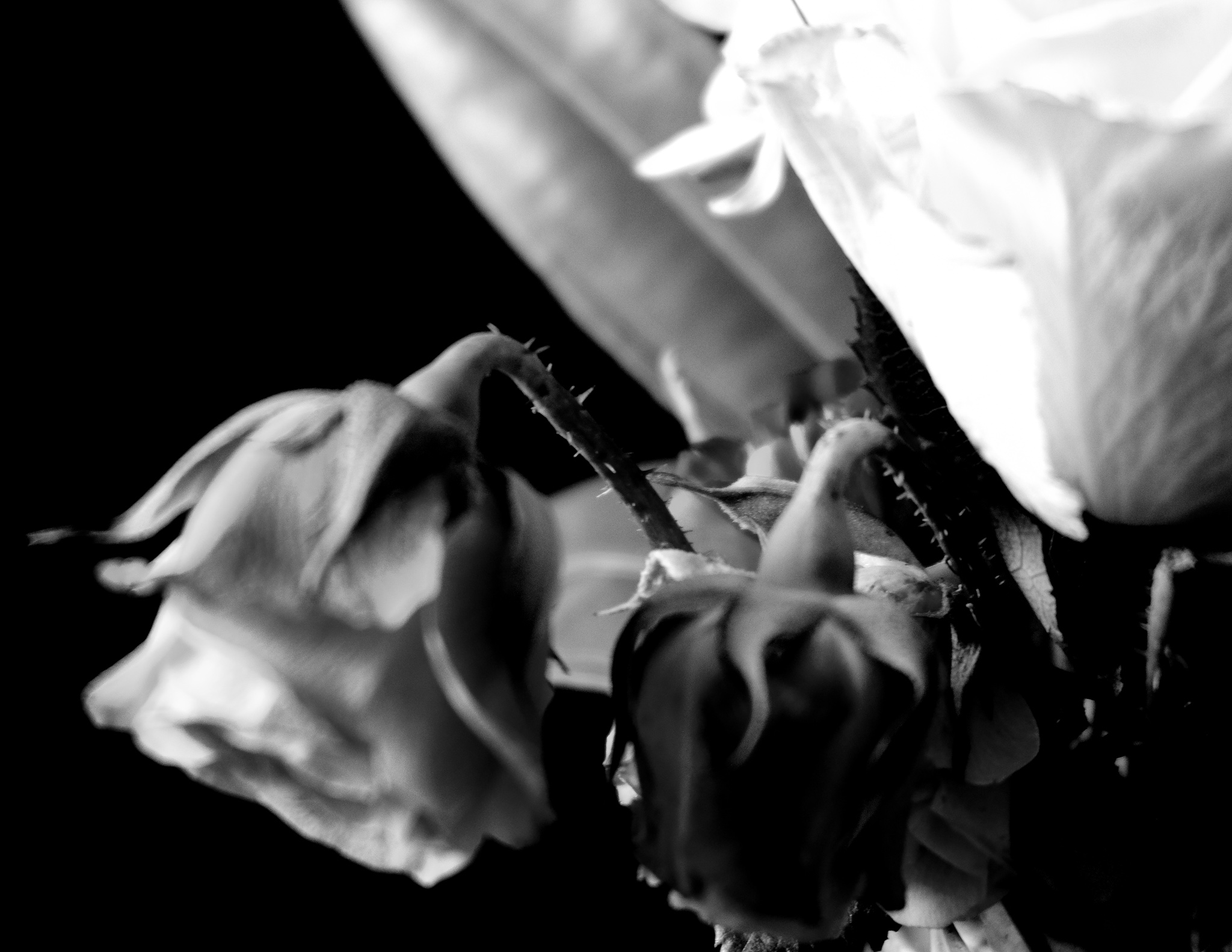 Christian Solorzano — black-and-white close-up of wilting roses against black