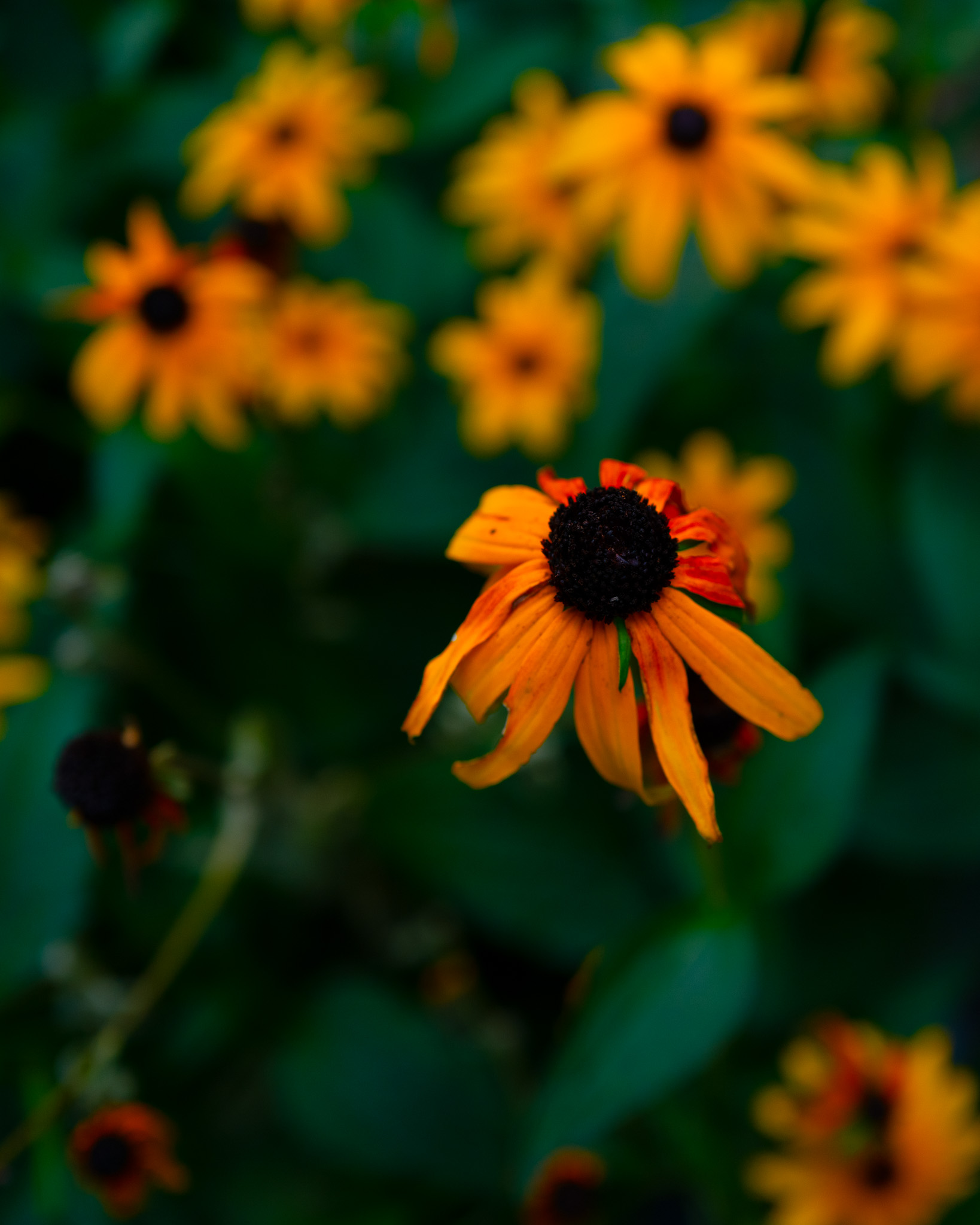 Christian Solorzano Photography